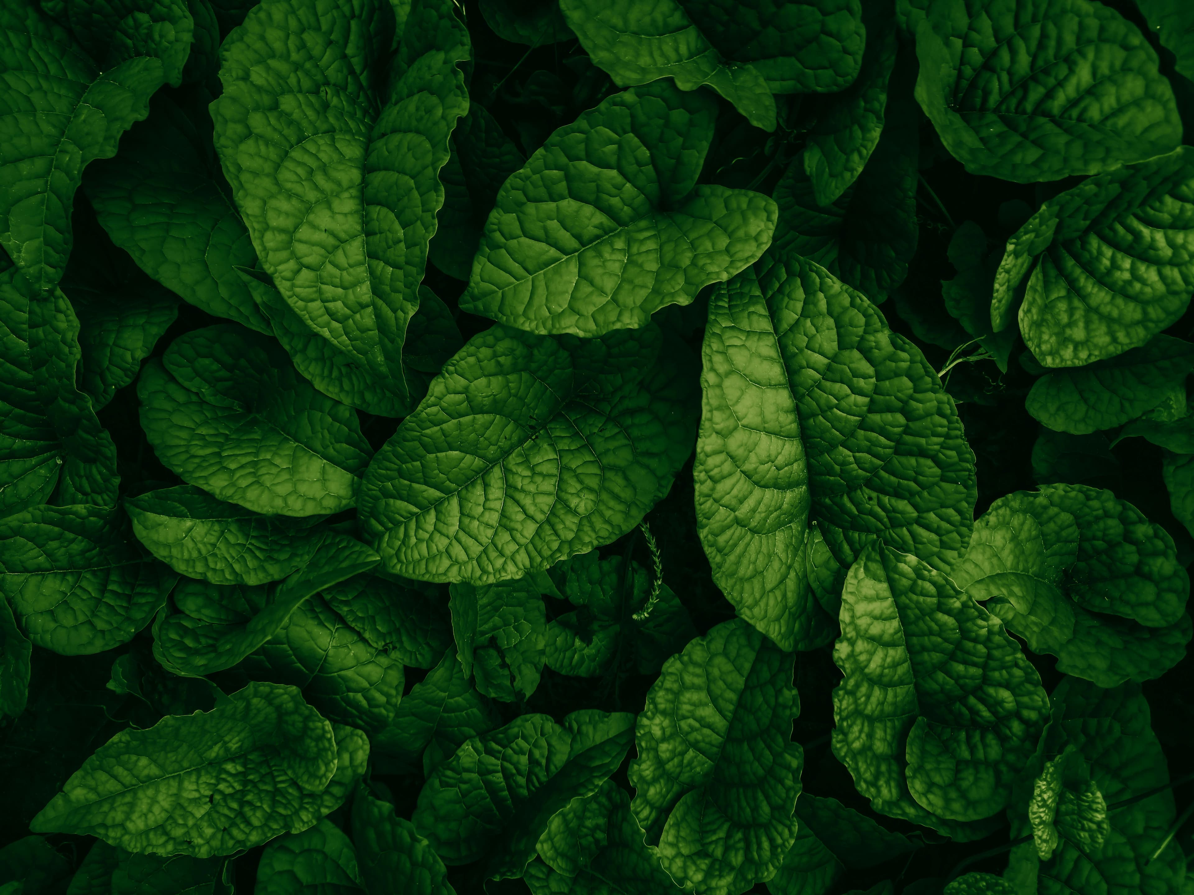 Fresh vegetables background